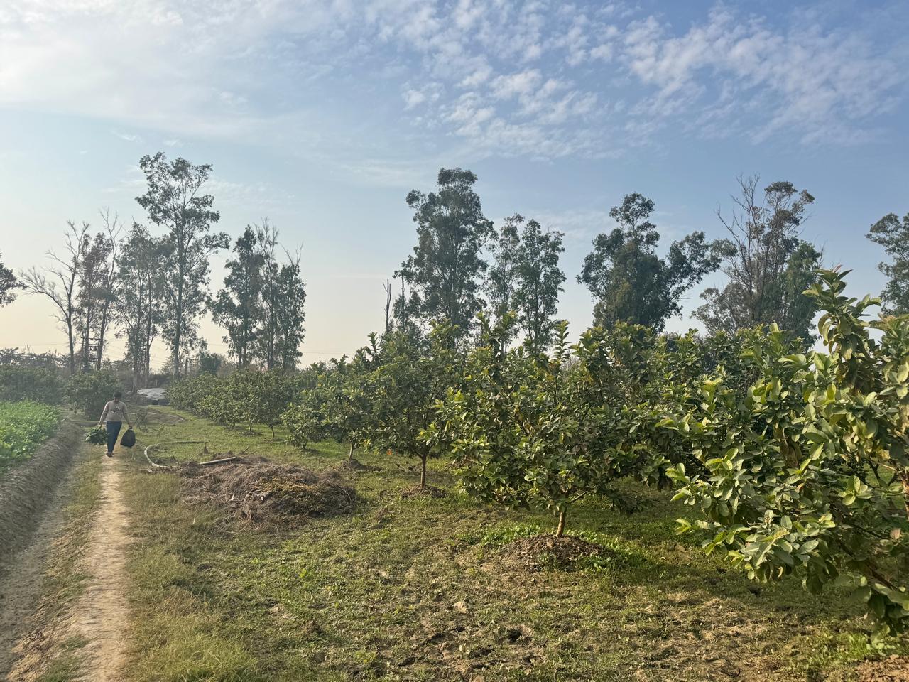 GreenGoldFarm Guava Trees