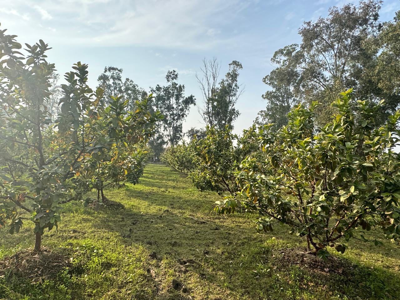 Guava Plantation